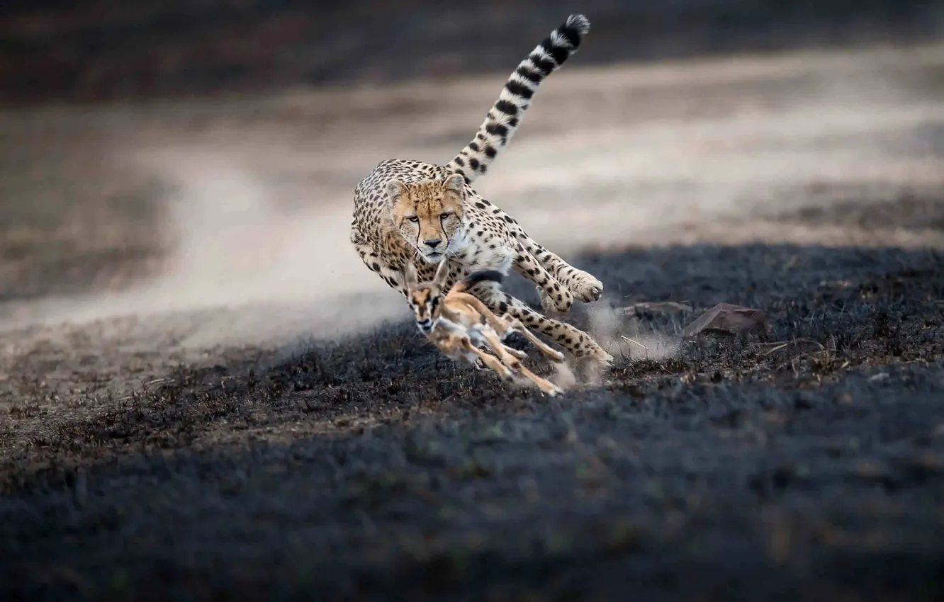 Photo wallpaper chase, running, Cheetah, hunting, Gazelle, Baby gazelle, Thomas Vijayan