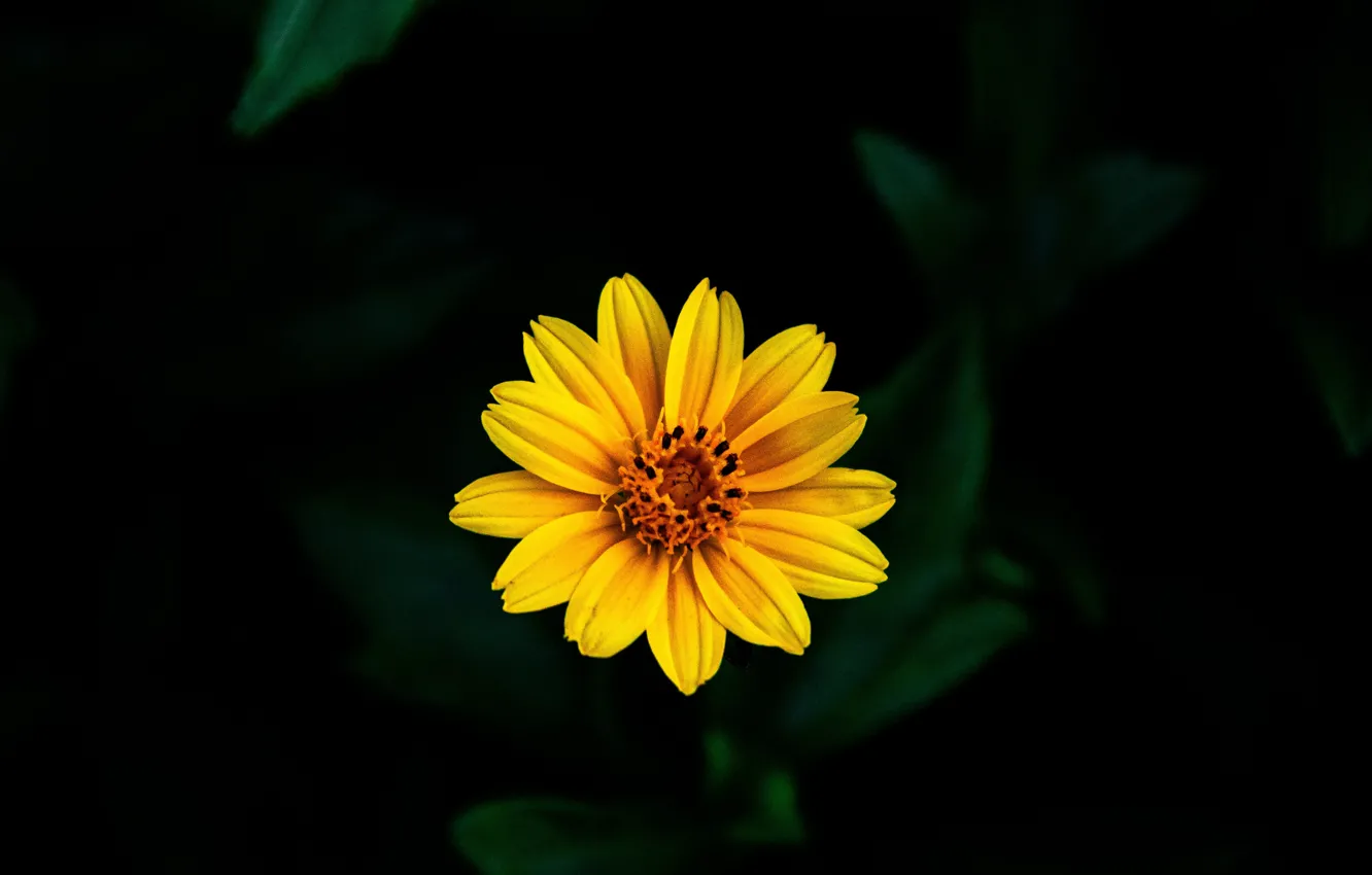 Photo wallpaper flower, yellow, background, bokeh