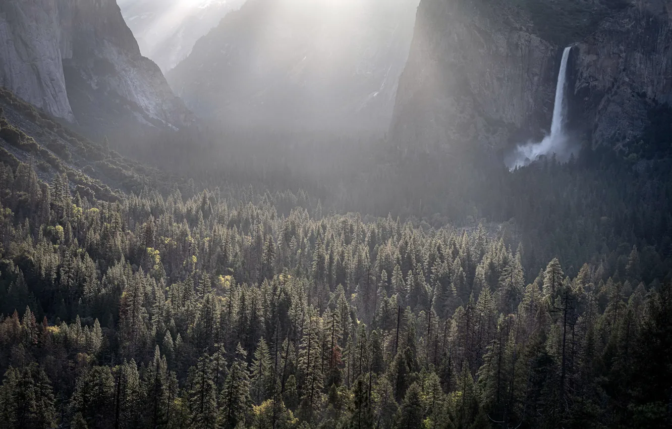Photo wallpaper United States, California, Yosemite Valley, Foresta