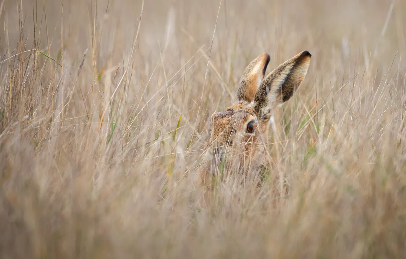 Photo wallpaper field, grass, look, grey, hare, hide and seek, camouflage, ears