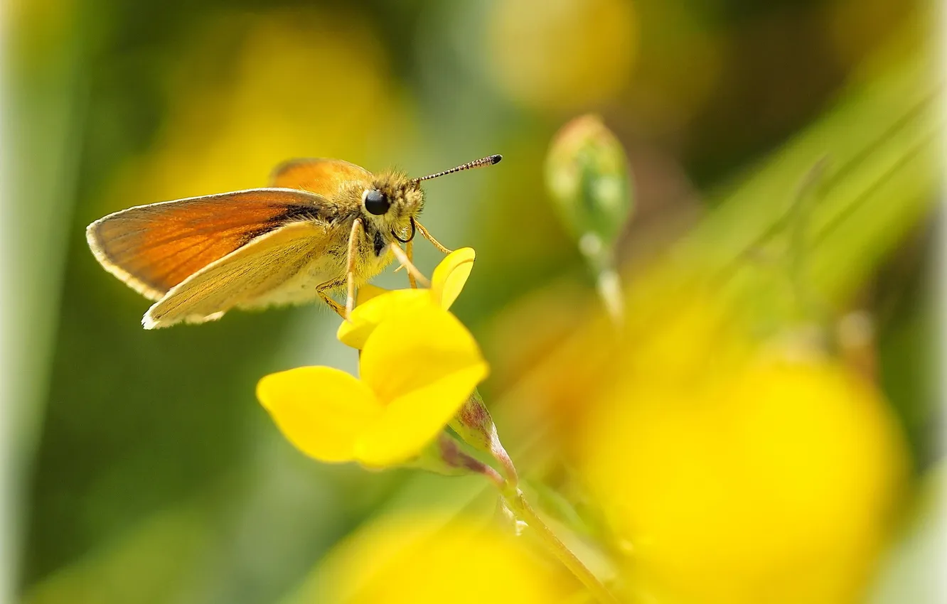 Photo wallpaper flowers, yellow, background, butterfly, blur