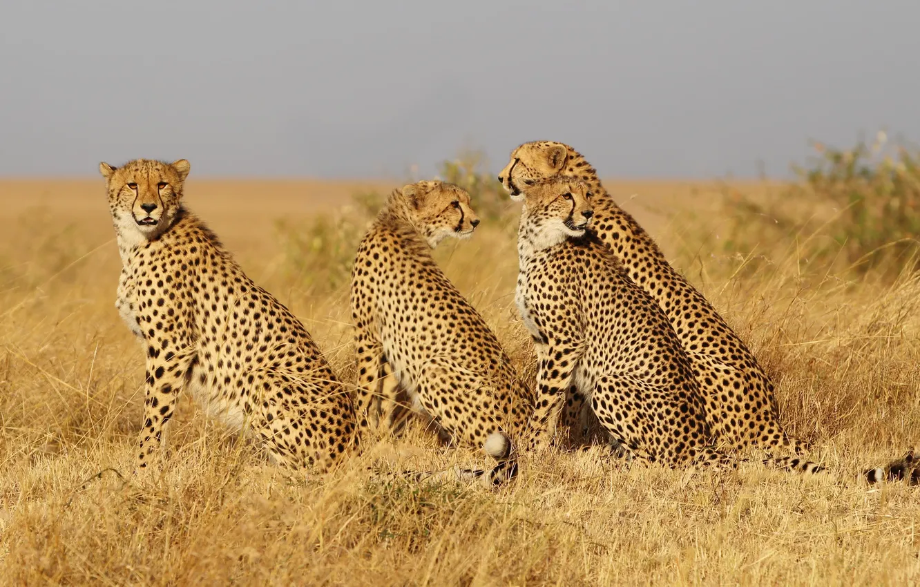 Photo wallpaper cat, grass, family, Cheetah, family