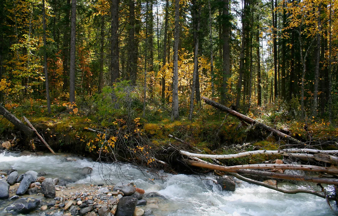 Photo wallpaper forest, trees, river, stream, river