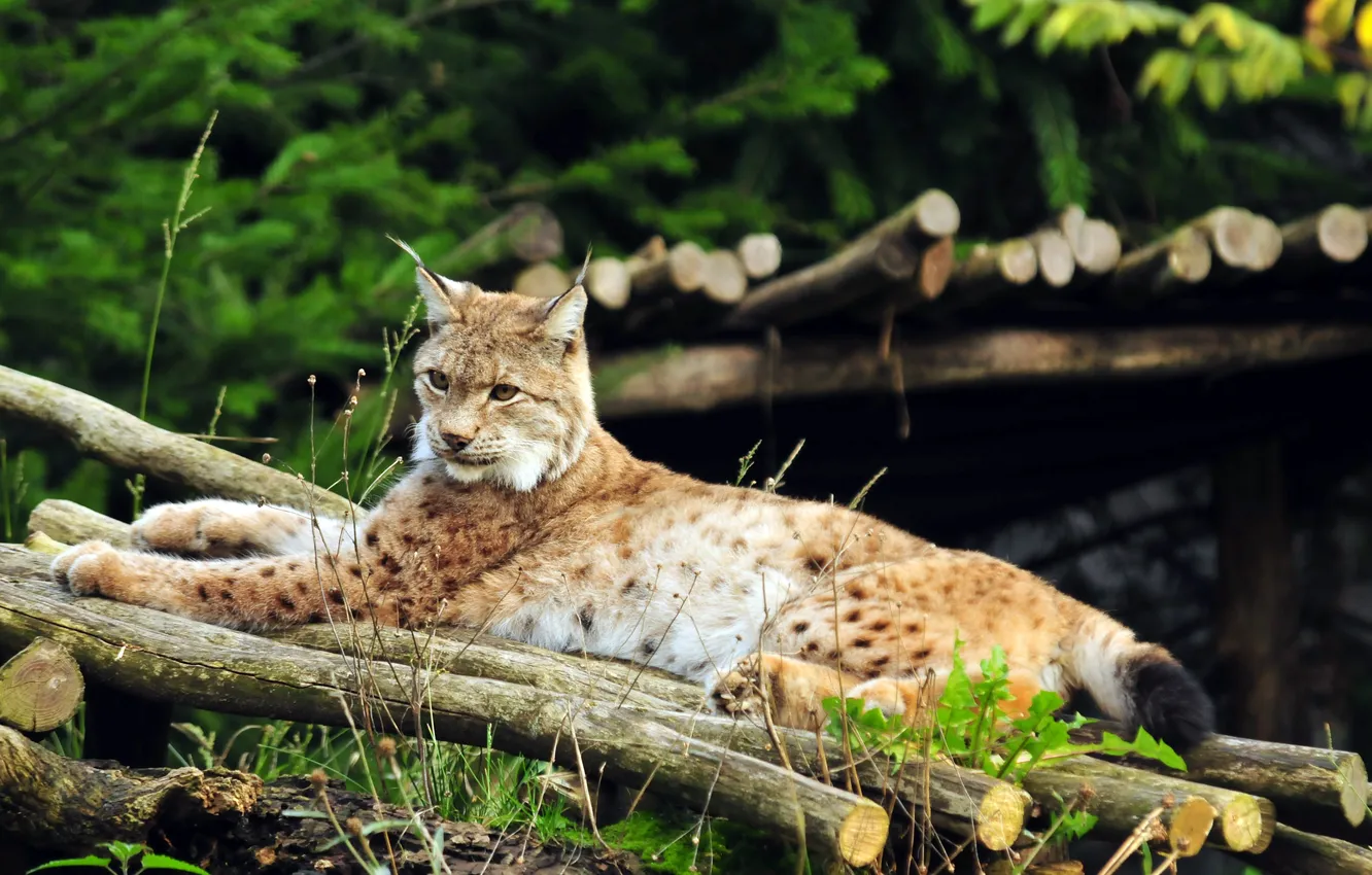 Photo wallpaper cat, stay, lynx