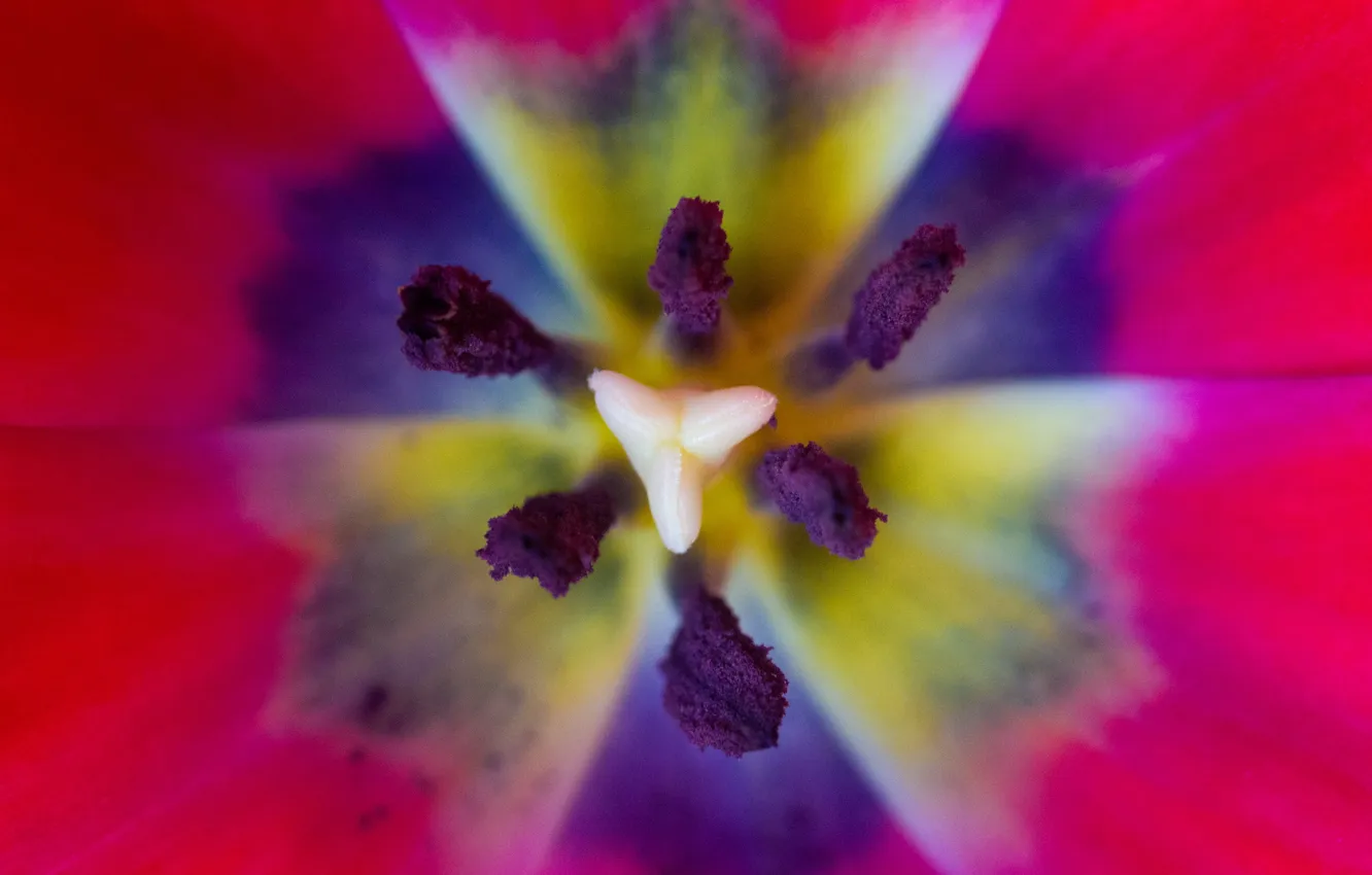 Photo wallpaper macro, red, tulips, radioactivity