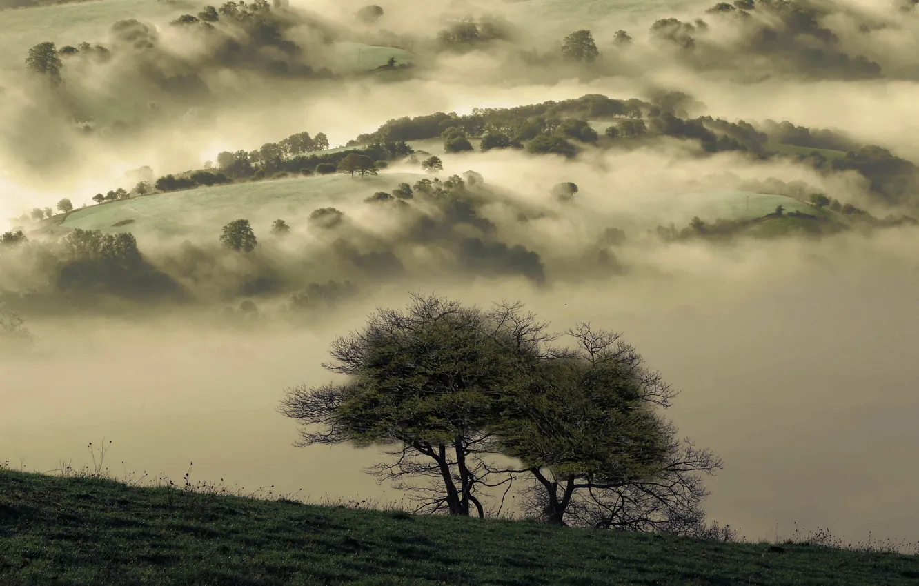 Photo wallpaper fog, tree, the darkness