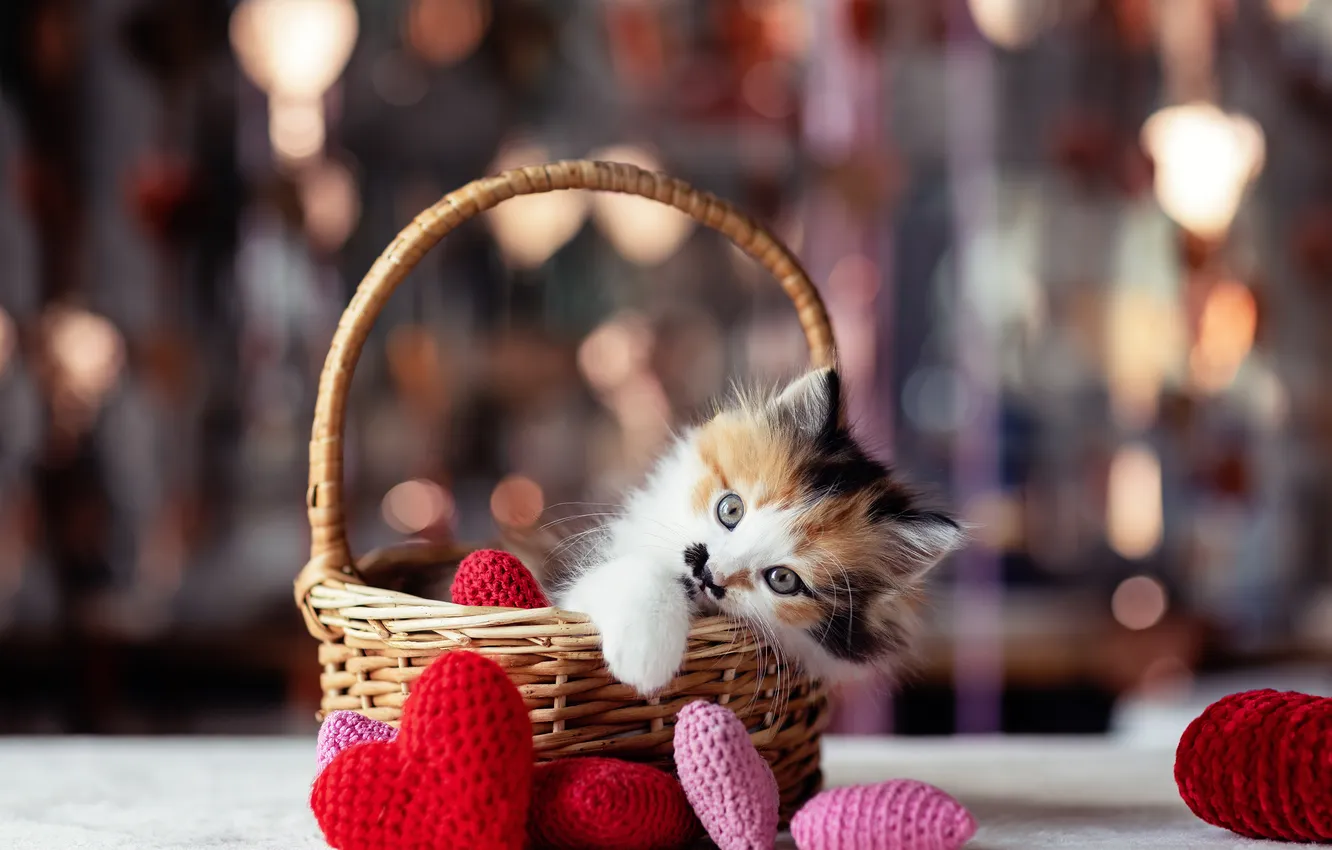 Photo wallpaper baby, muzzle, hearts, kitty, basket