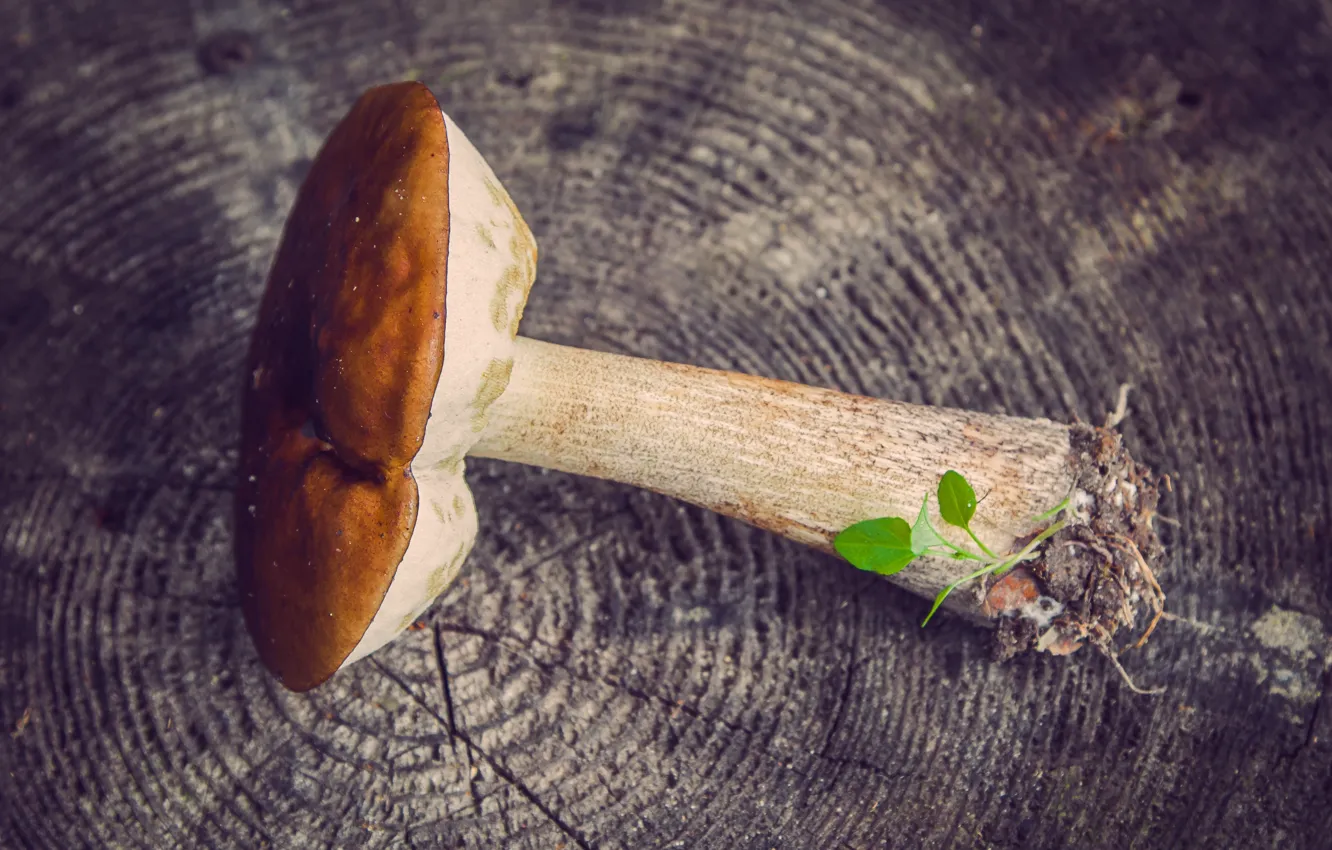 Photo wallpaper autumn, white, macro, mushrooms, stump, stump, fungus