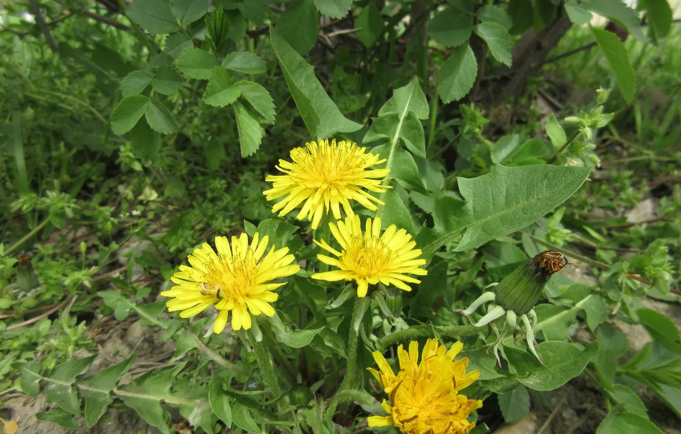 Photo wallpaper dandelion, April, spring 2018, Mamala ©