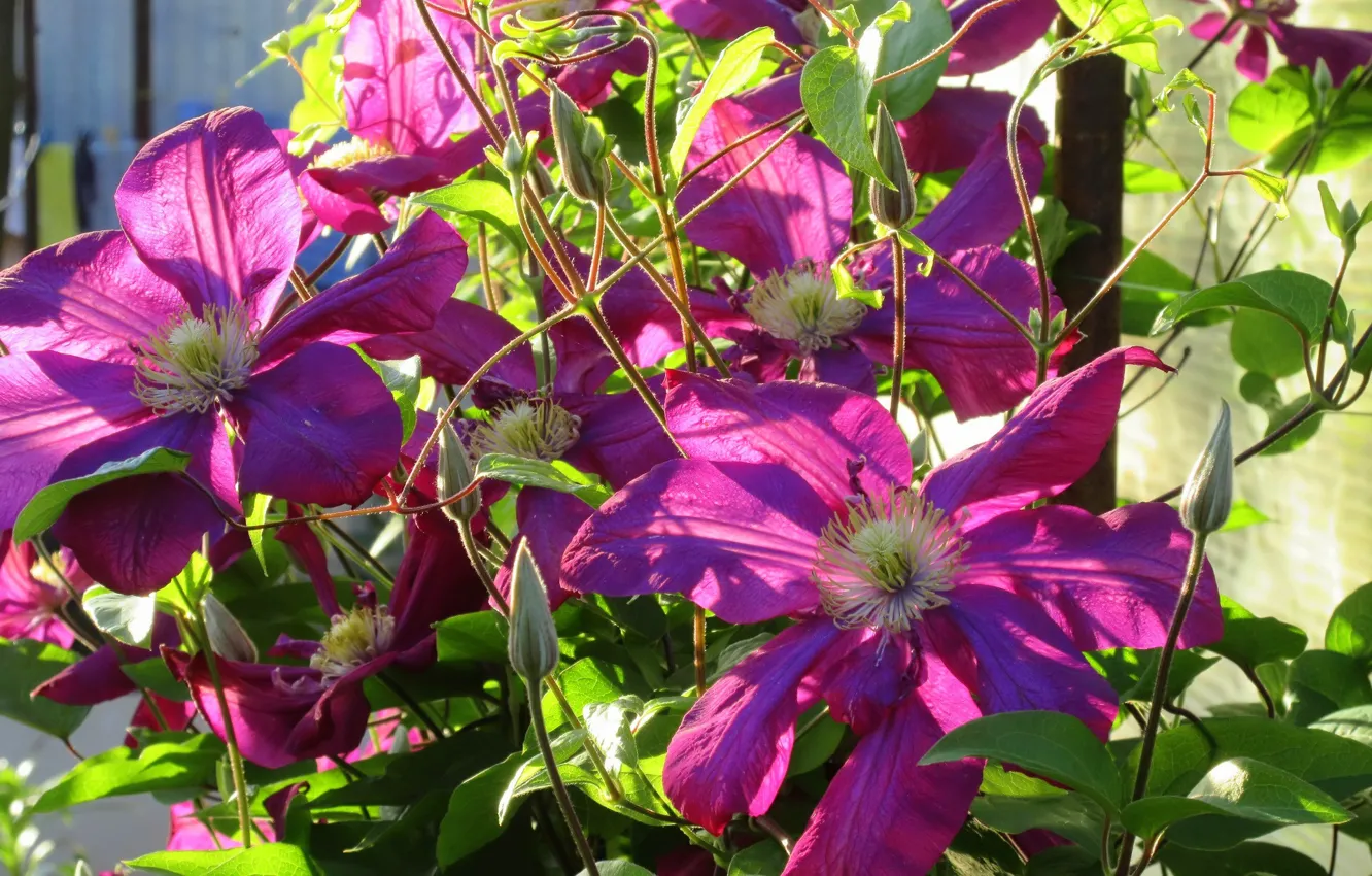 Photo wallpaper flowers, clematis, spring 2018, Meduzanol ©