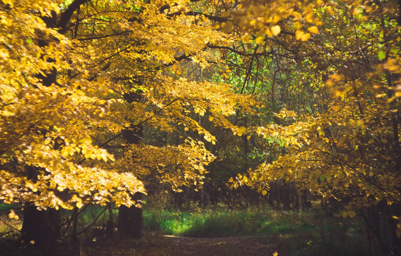 Photo wallpaper autumn, forest, October, oak