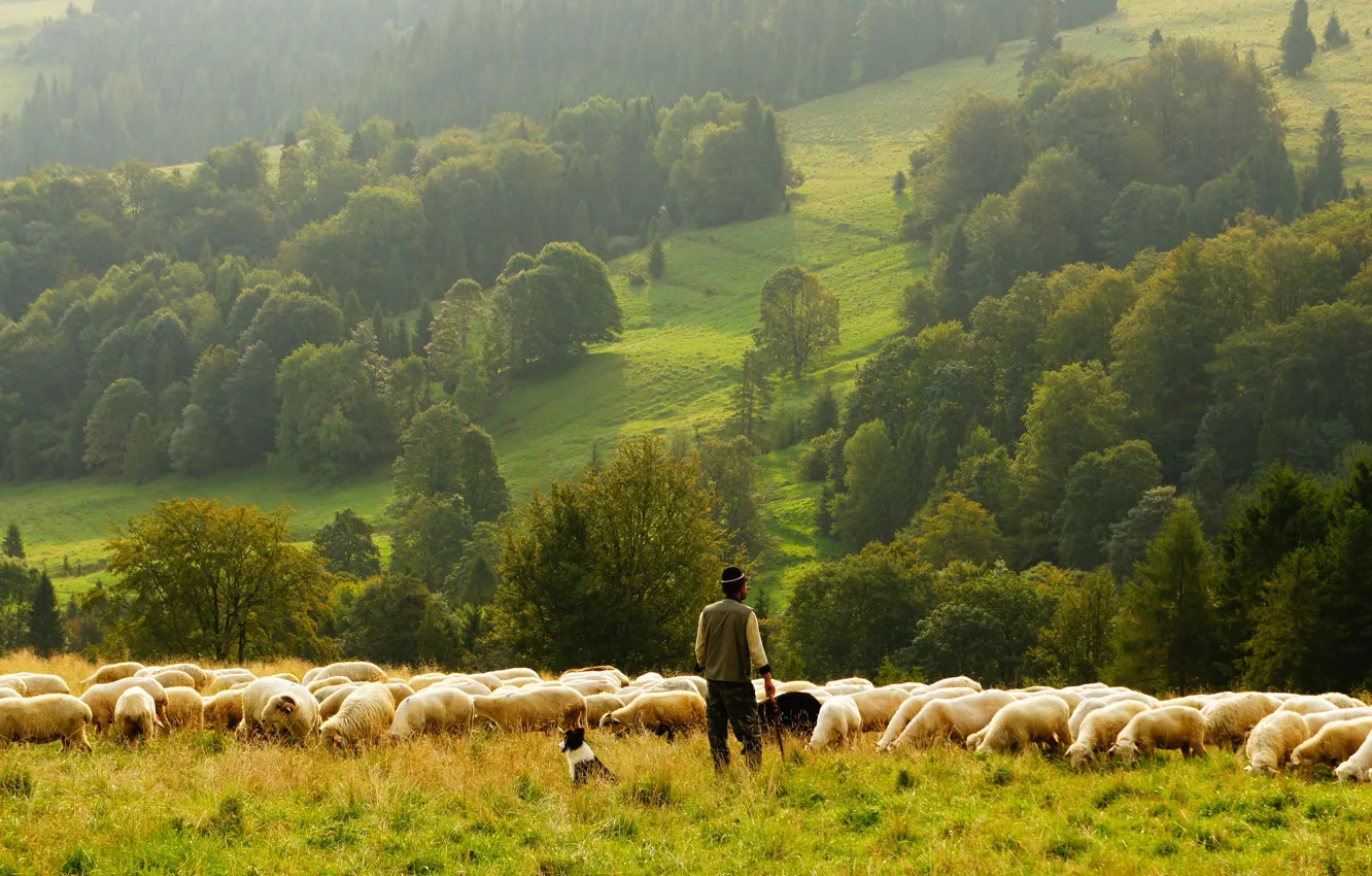 Photo wallpaper greens, field, forest, summer, grass, trees, fog, hills