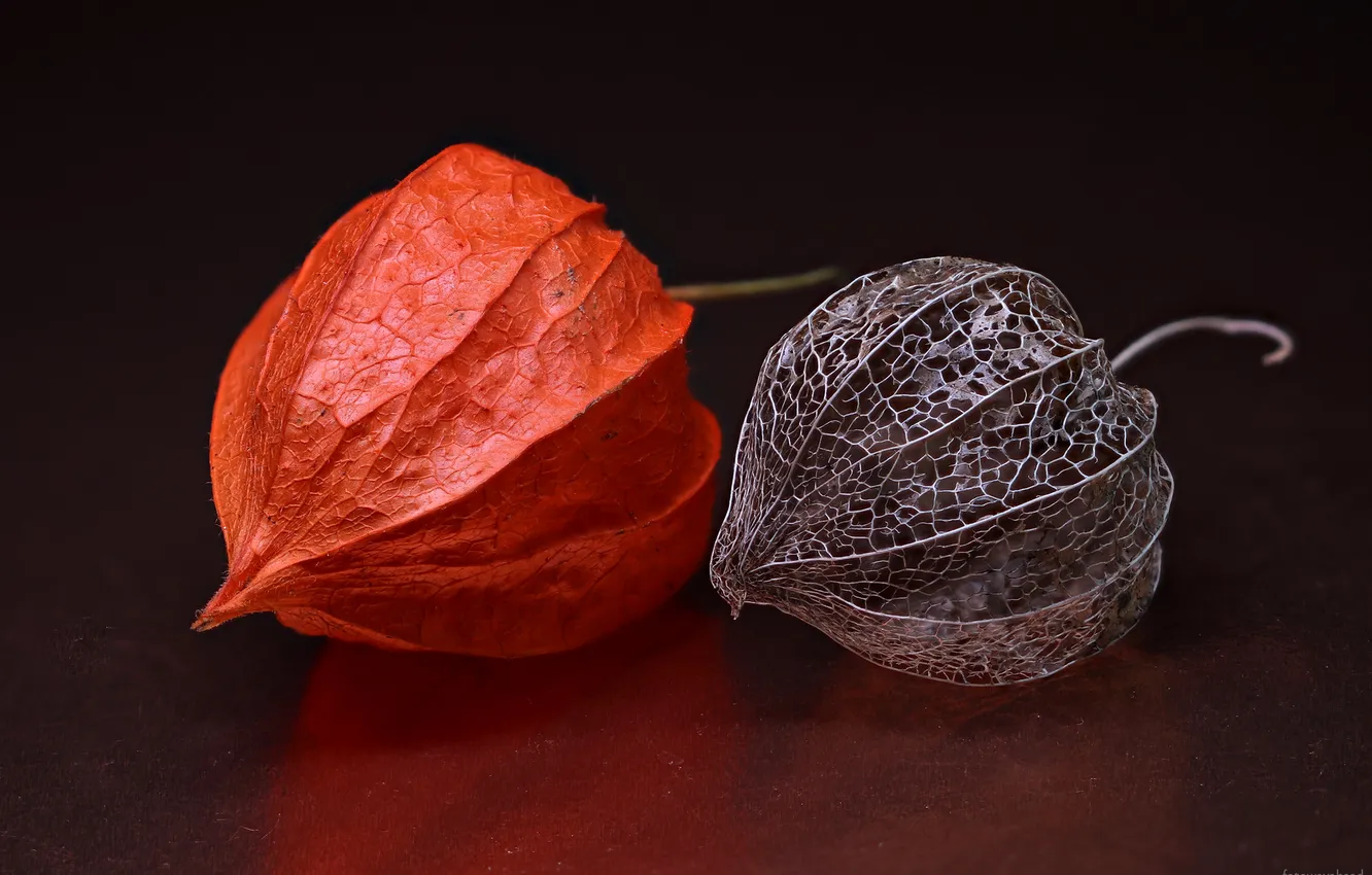 Photo wallpaper background, plant, fruit, physalis