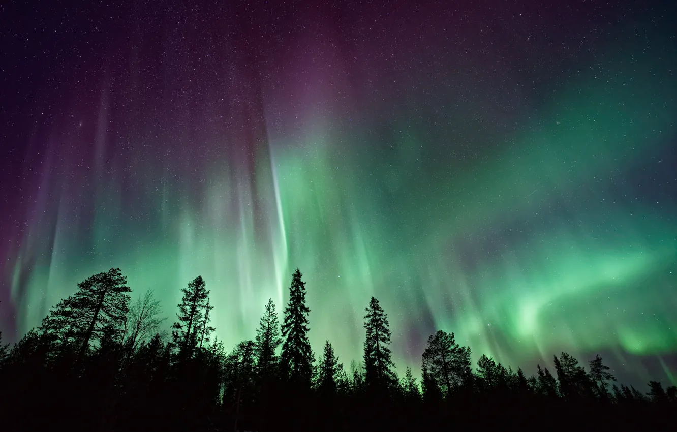 Photo wallpaper forest, the sky, stars, trees, night, nature, Northern lights