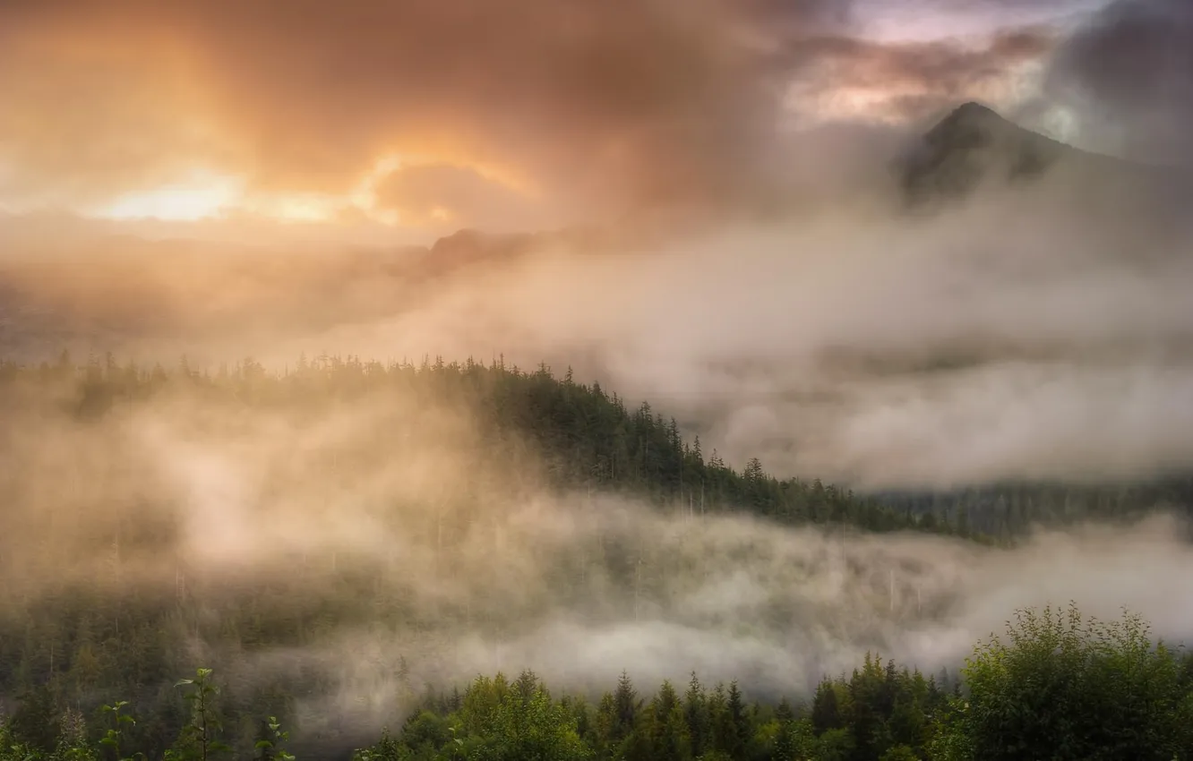 Photo wallpaper forest, the sky, clouds, trees, landscape, sunset, mountains, nature