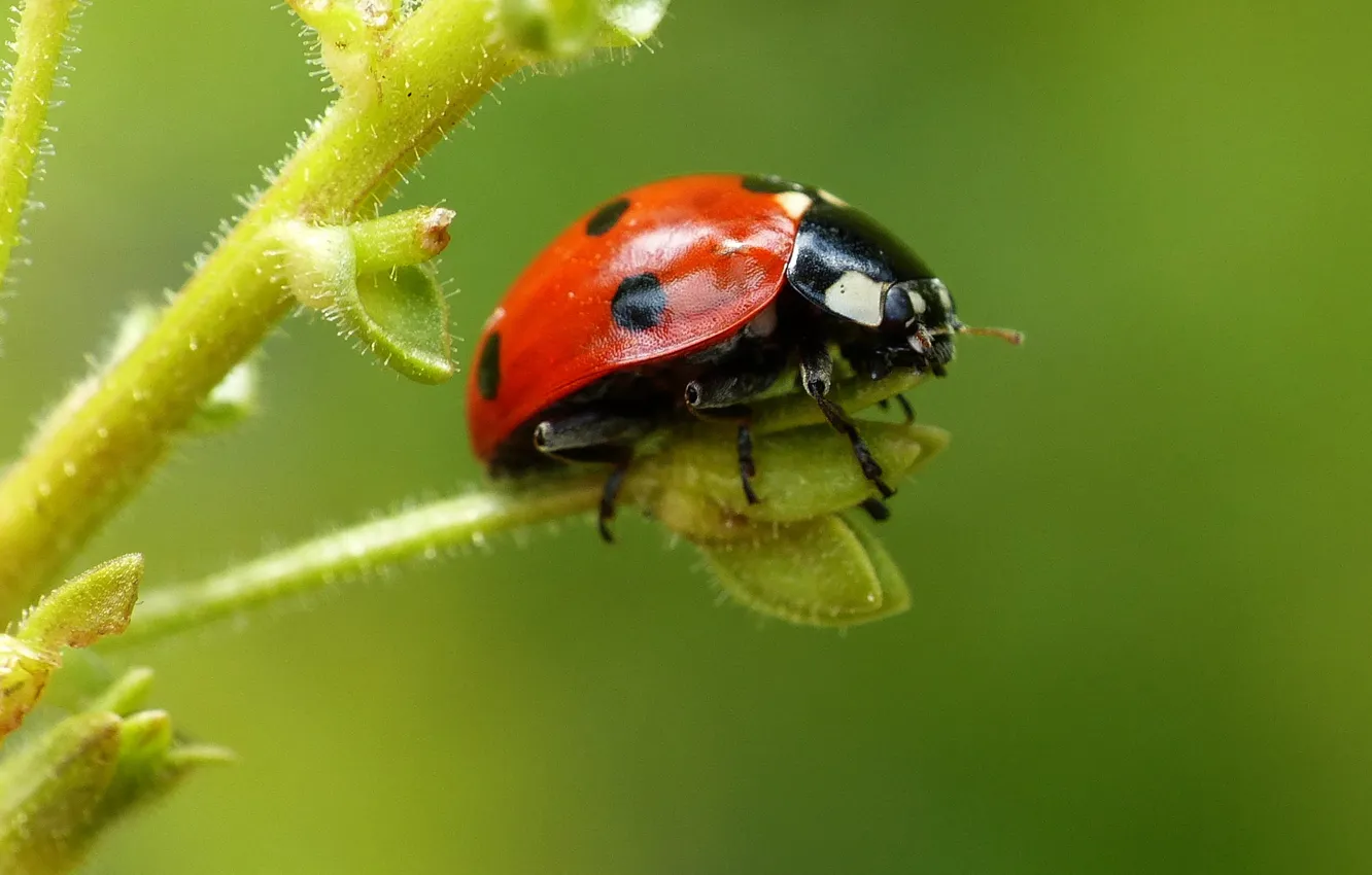Photo wallpaper plant, ladybug, stem, insect