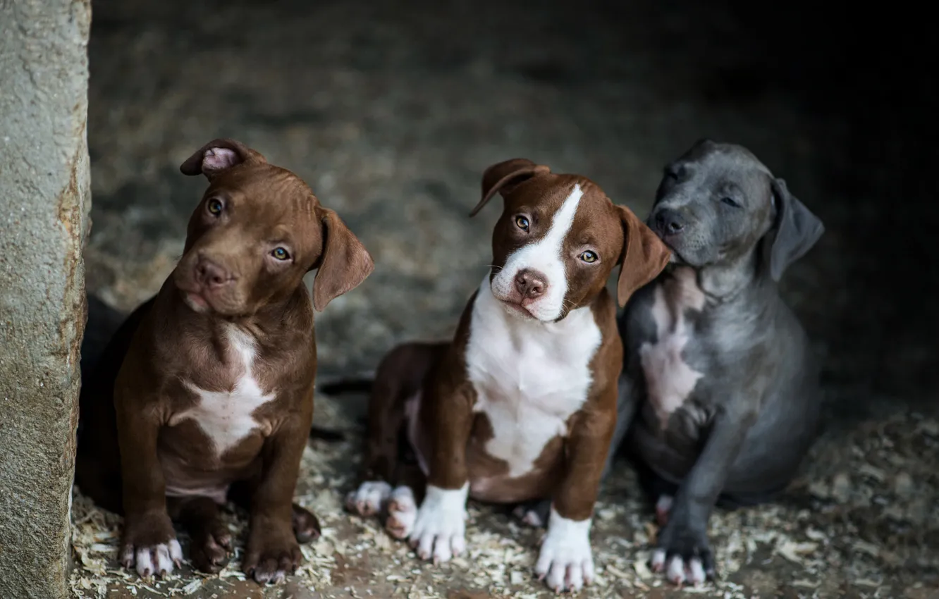 Photo wallpaper dogs, look, pose, the dark background, dog, puppies, puppy, trio