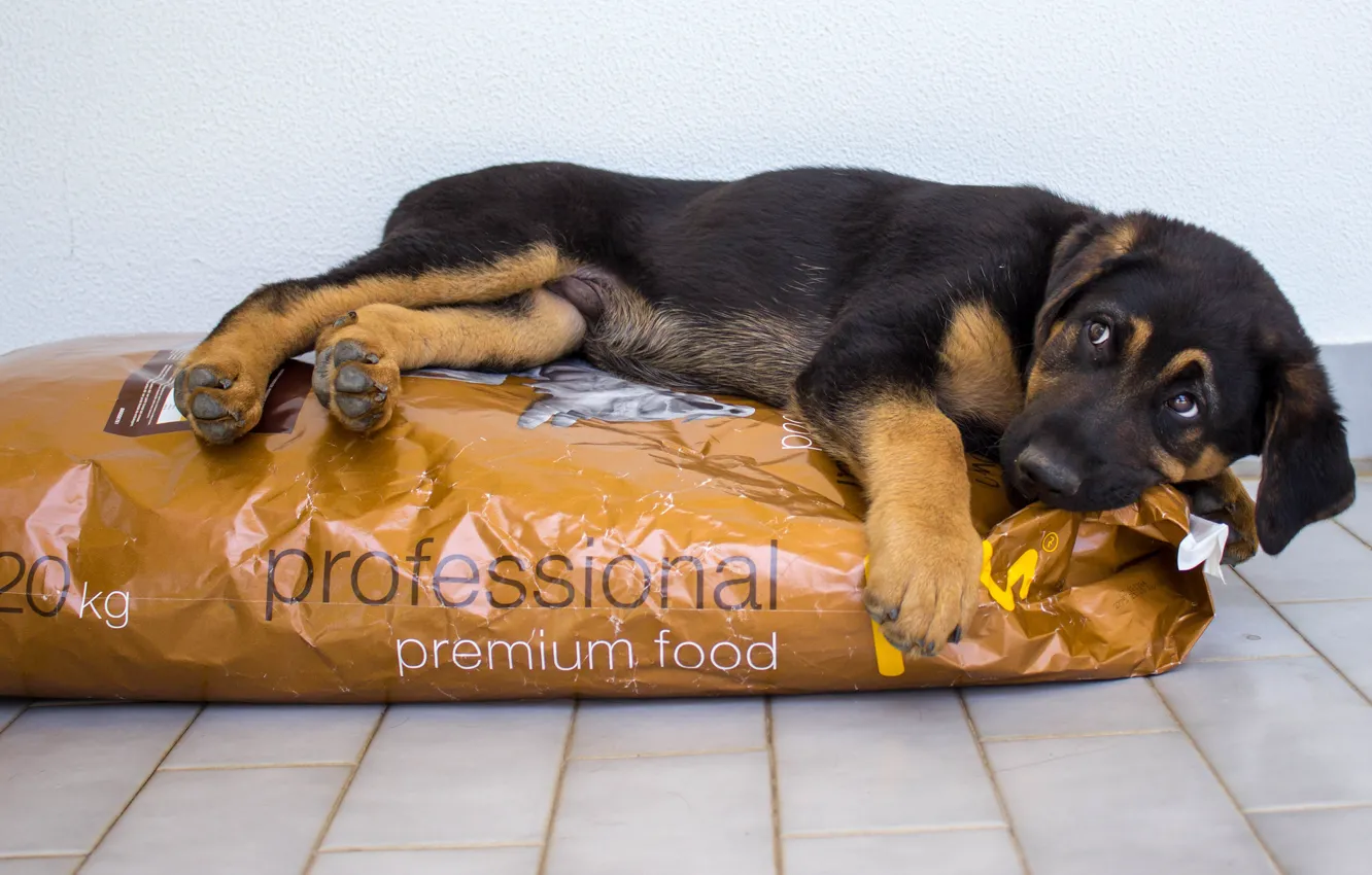 Photo wallpaper look, each, food, dog, German shepherd