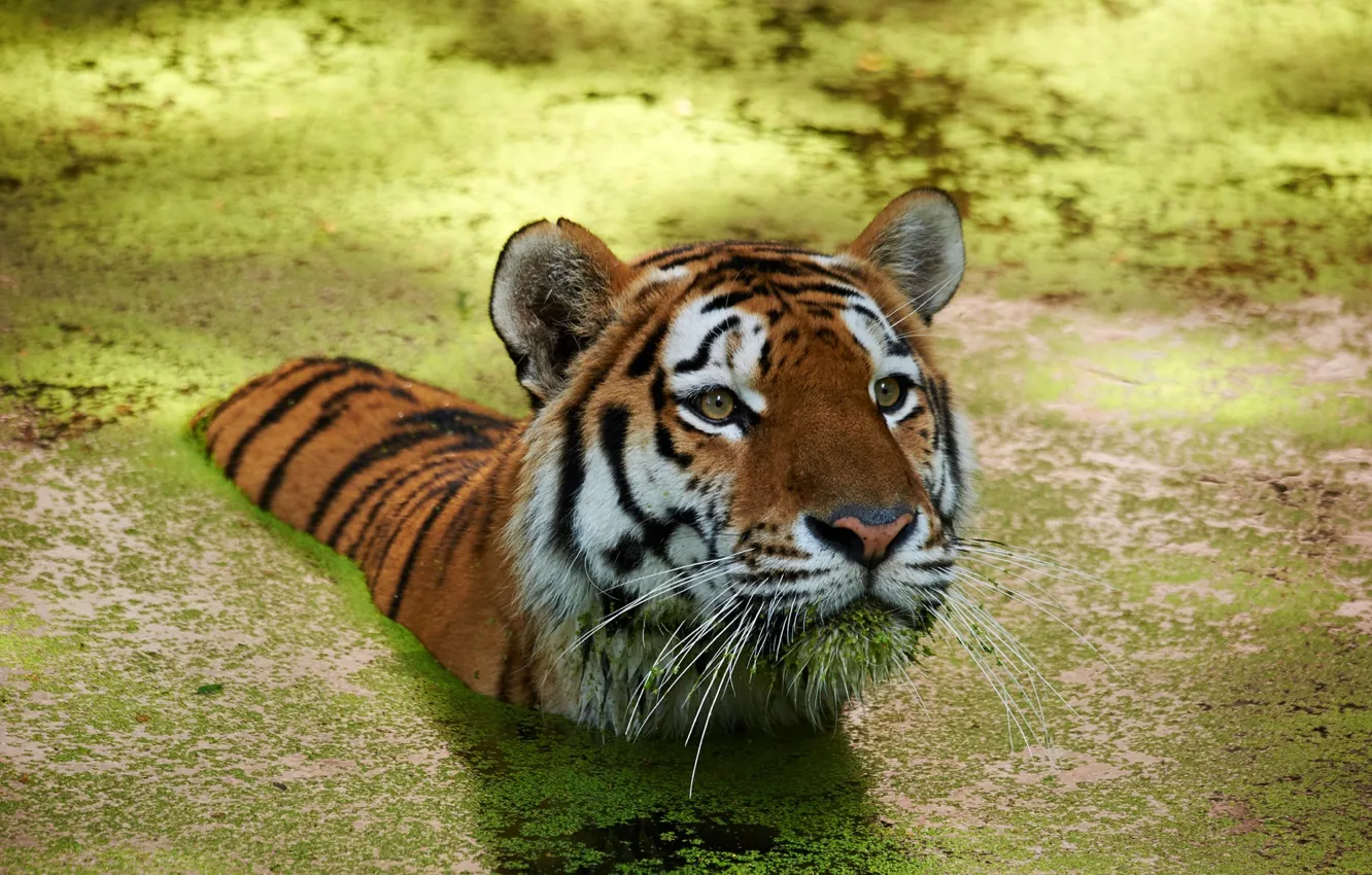 Photo wallpaper water, tiger, swimmer