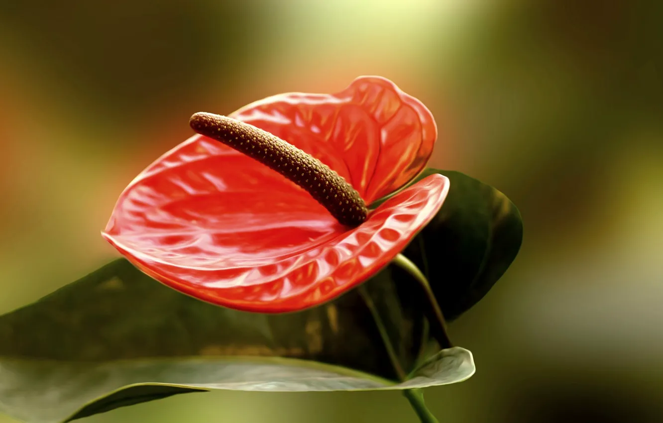 Photo wallpaper background, Anthurium, Flower Flamingo