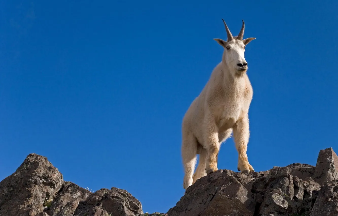 Photo wallpaper white, the sky, rocks, horns, mountain goat