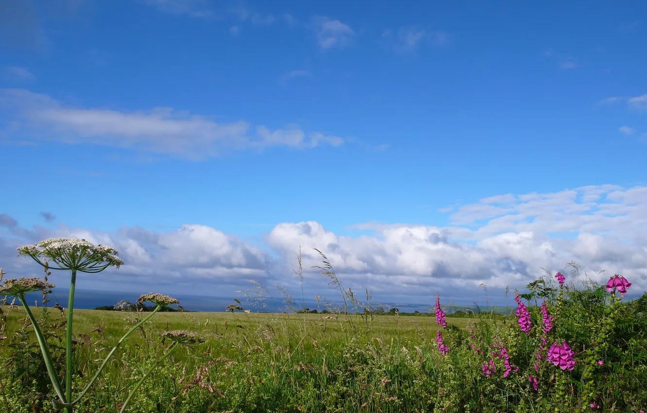 Photo wallpaper field, the sky, grass, clouds, flowers