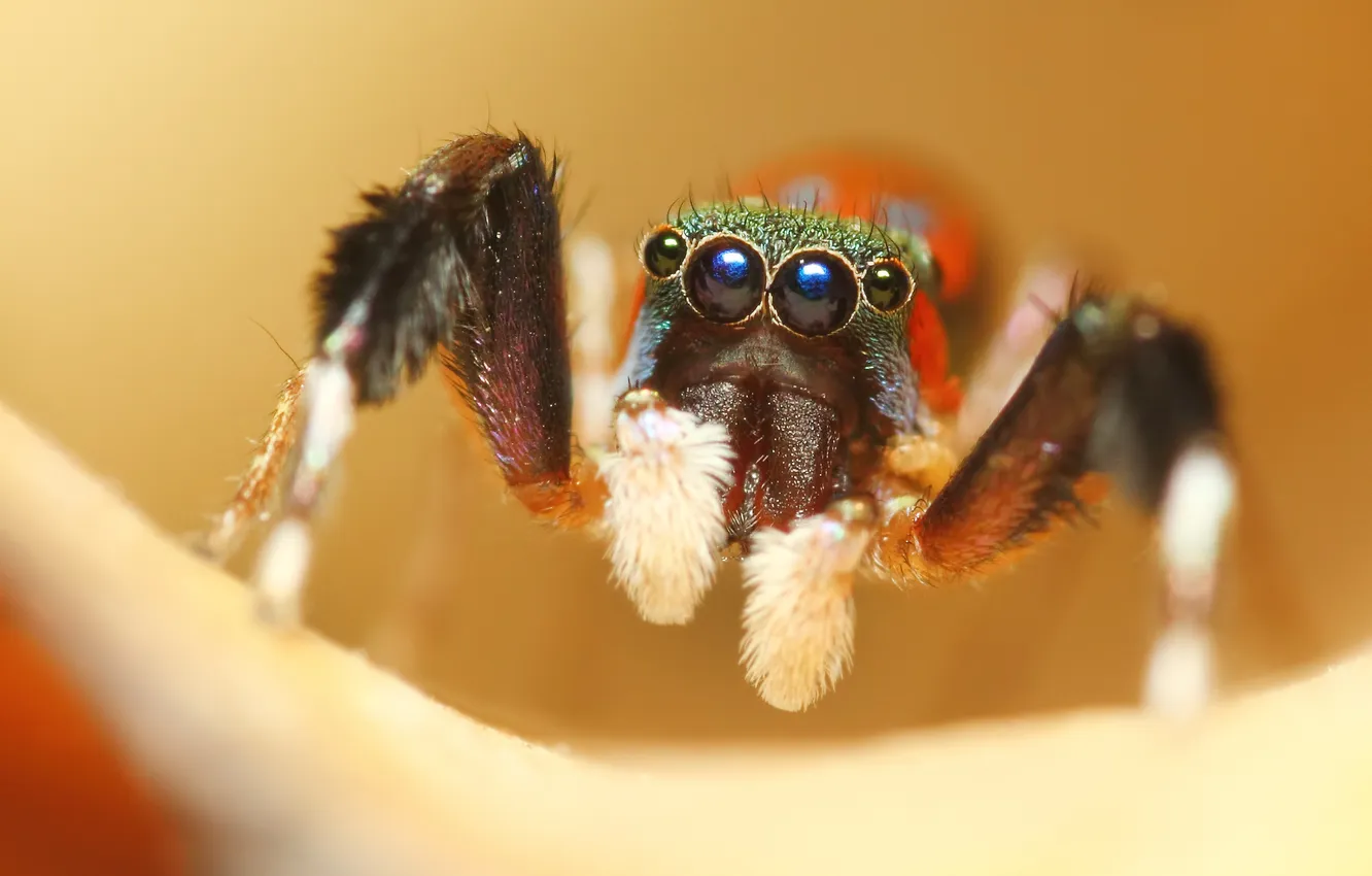 Photo wallpaper background, color, spider, jumper