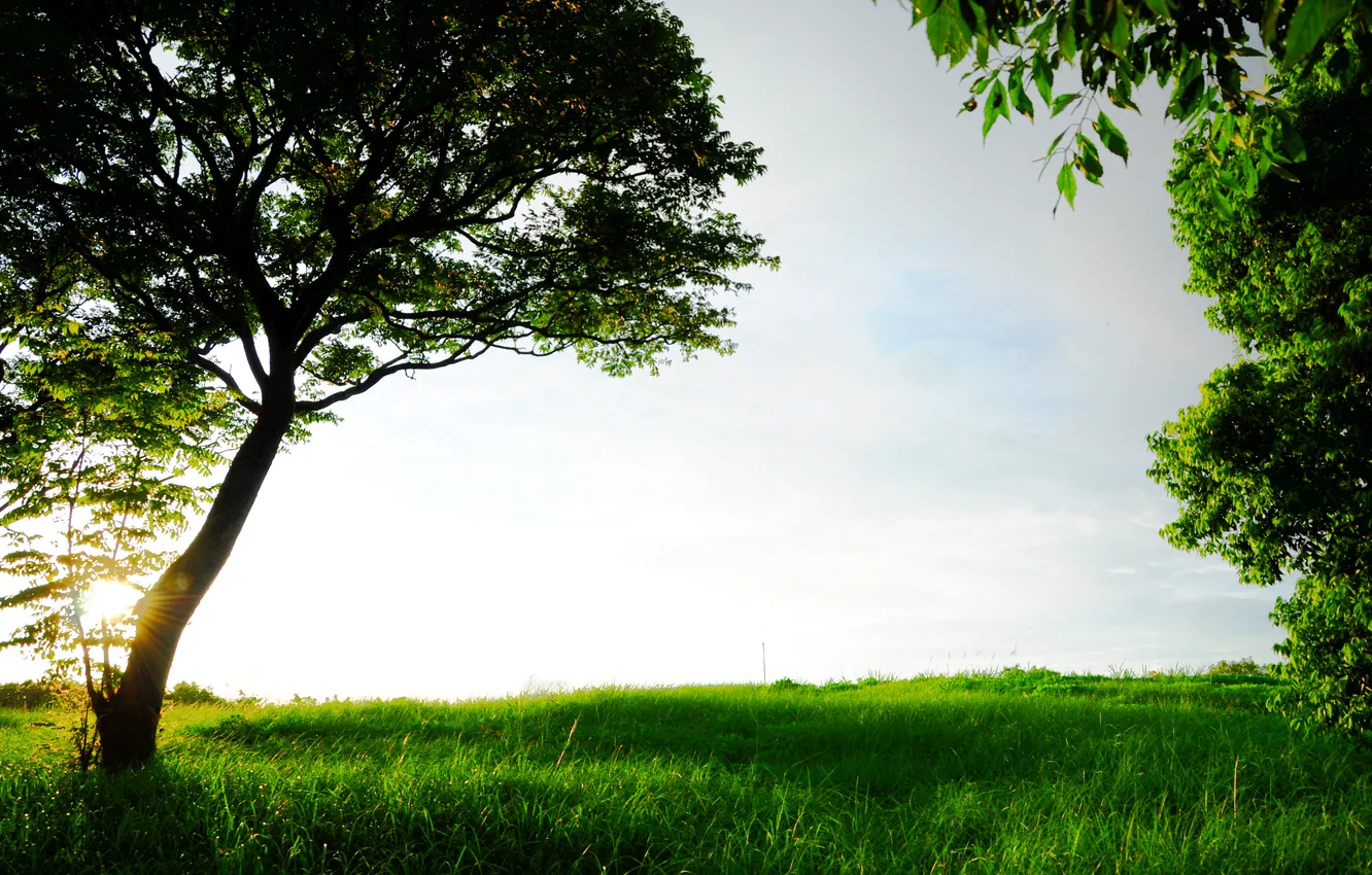 Photo wallpaper grass, the sun, nature, tree