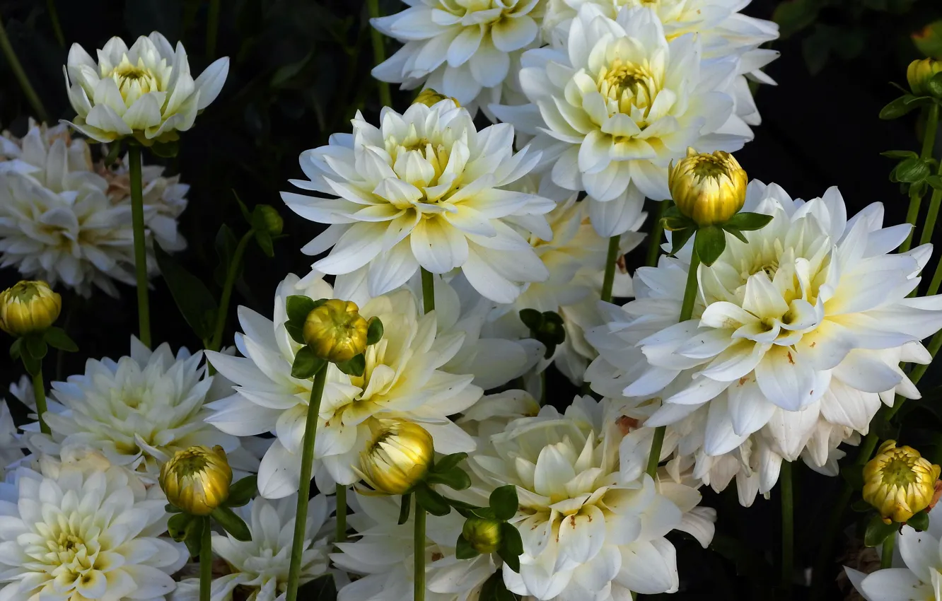 Photo wallpaper the dark background, garden, white, flowerbed, dahlias