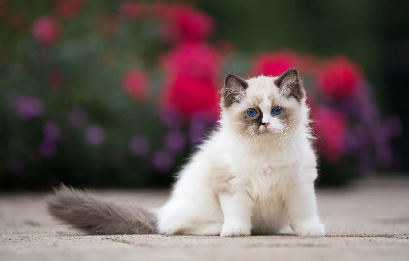 Photo wallpaper cat, flowers, kitty, background, fluffy, garden, small, face