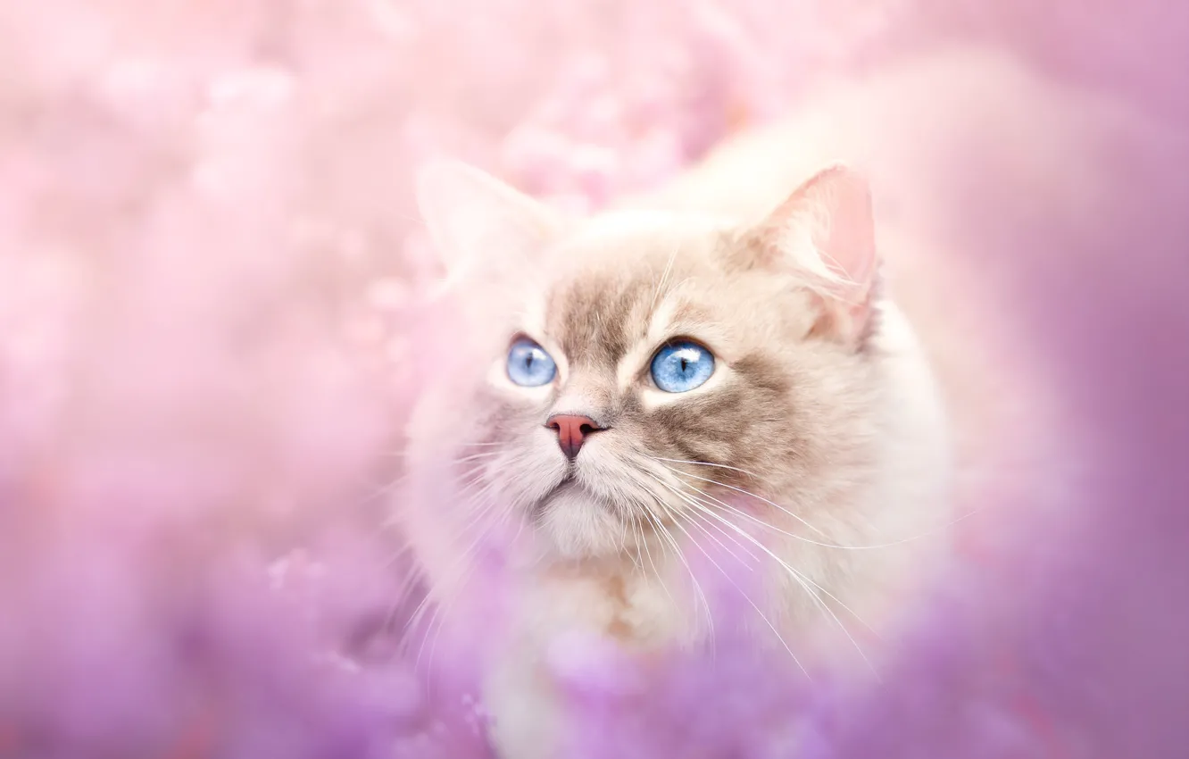 Photo wallpaper cat, cat, look, flowers, nature, glade, blur, face