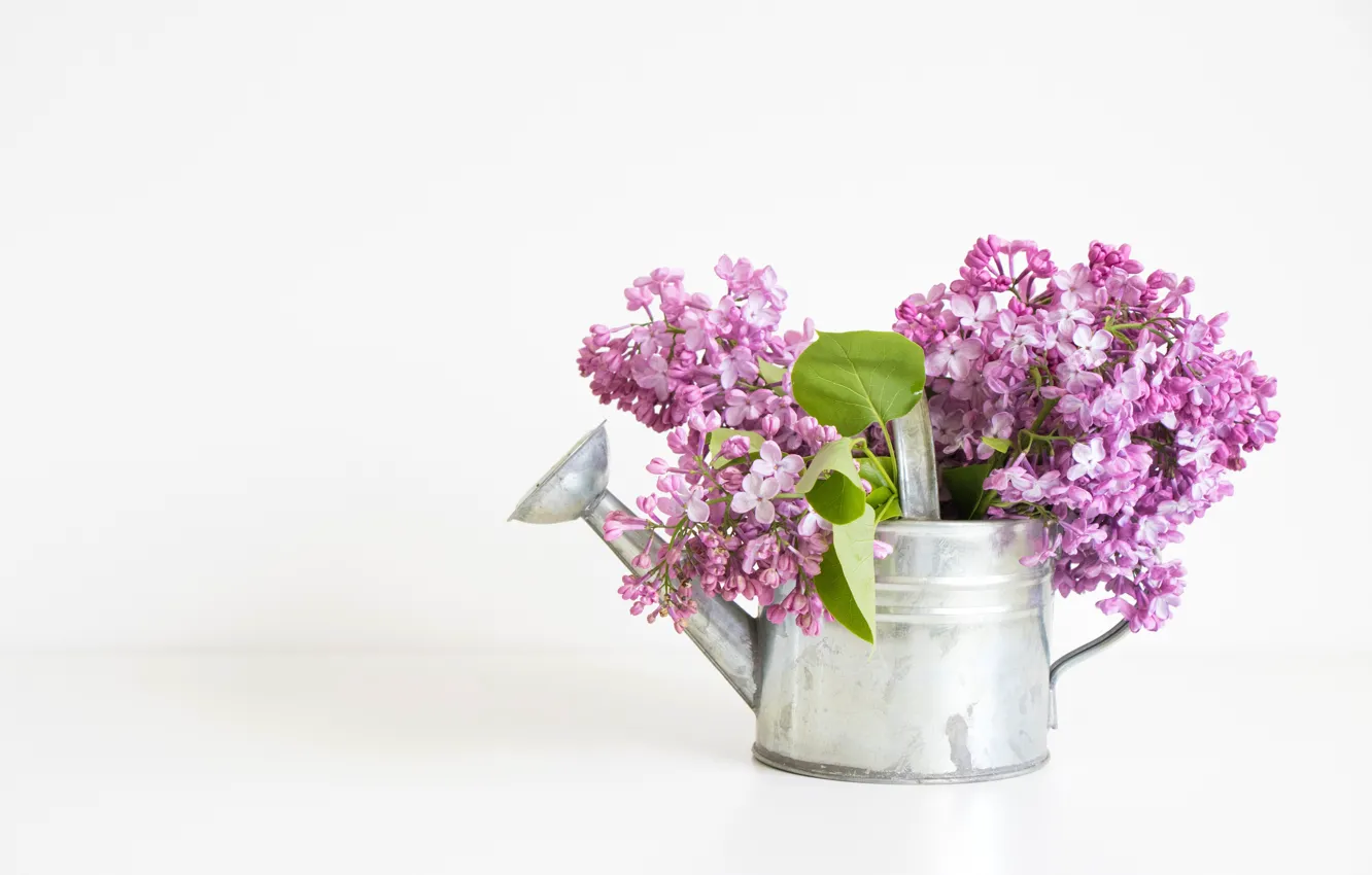 Photo wallpaper leaves, white background, lake, lilac