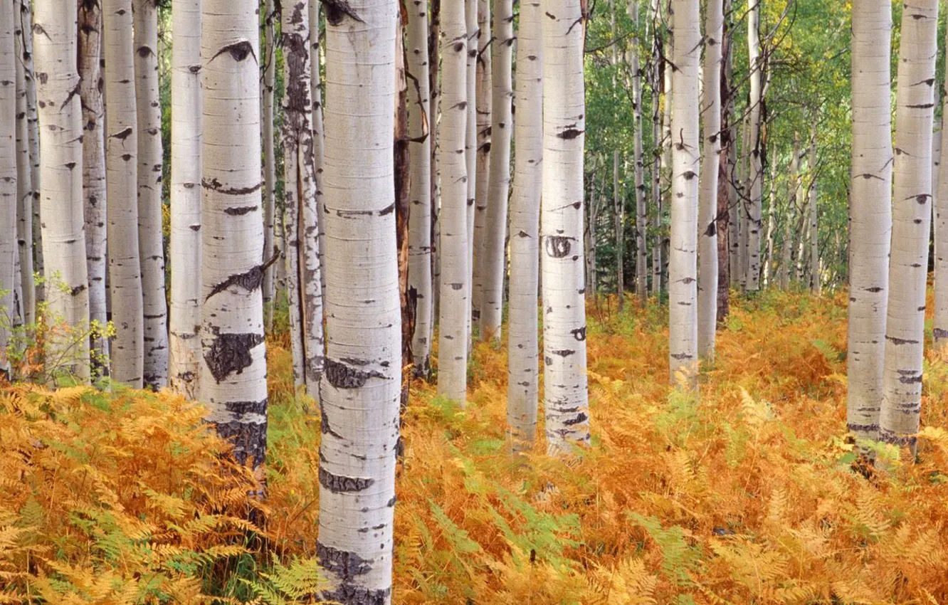 Photo wallpaper autumn, forest, trees, birch