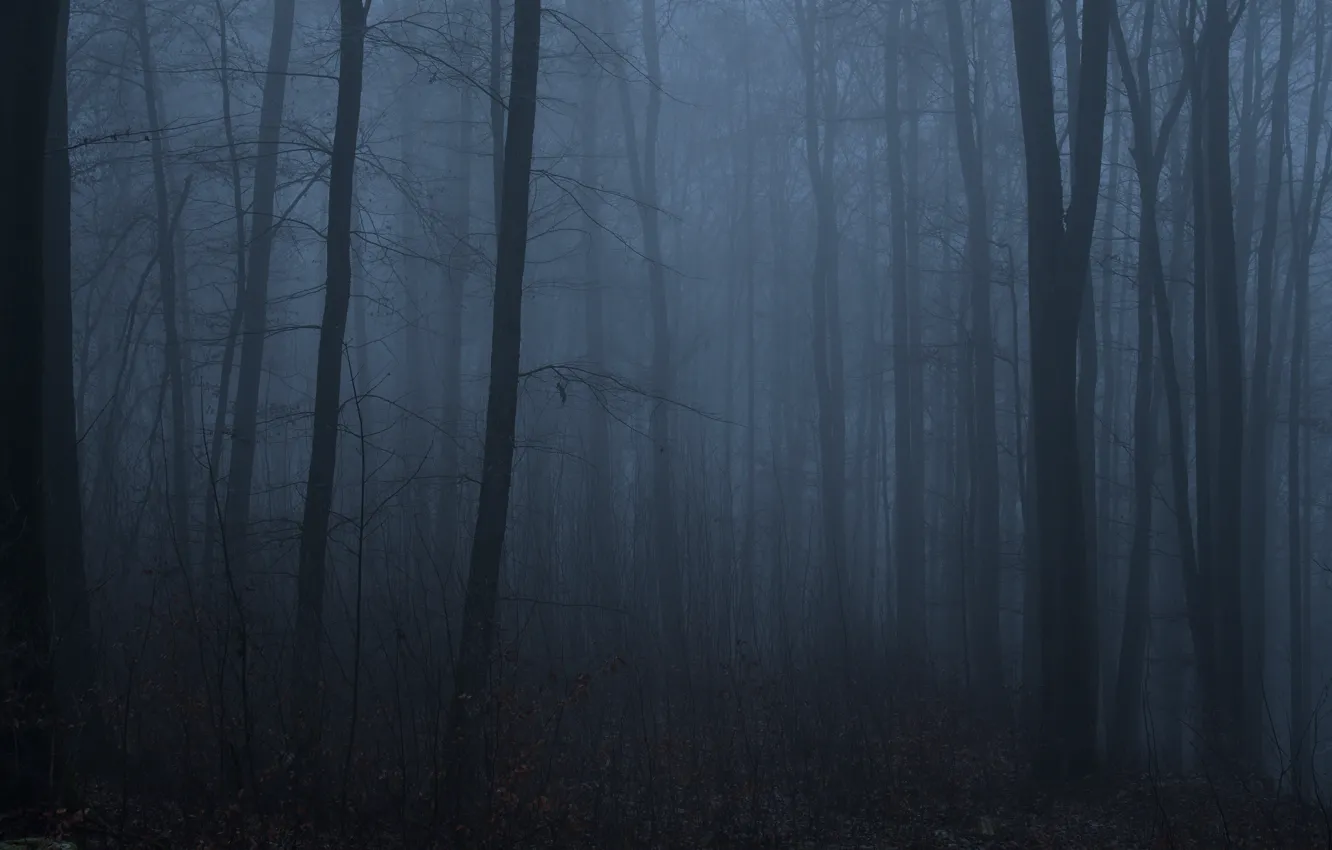 Photo wallpaper forest, trees, night, nature, fog, twilight, Niklas Hamisch