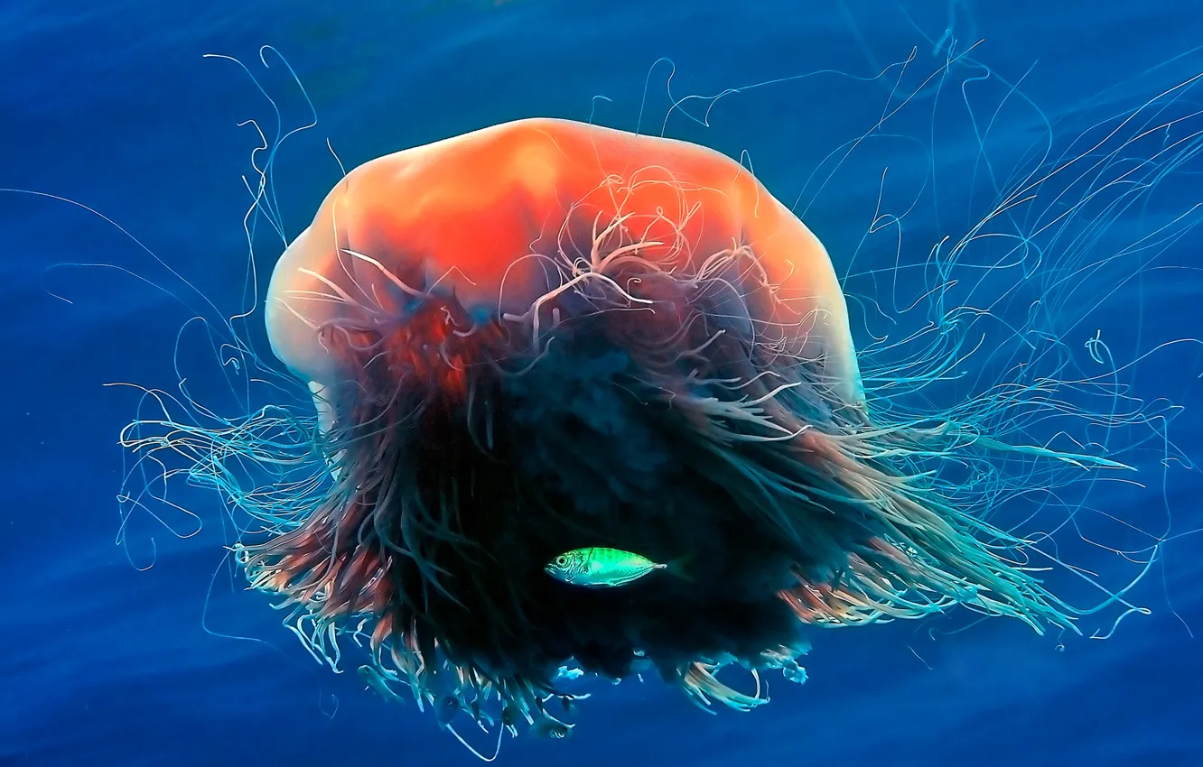 Photo wallpaper sea, the ocean, color, fish, tentacles, jellyfish Lion's mane