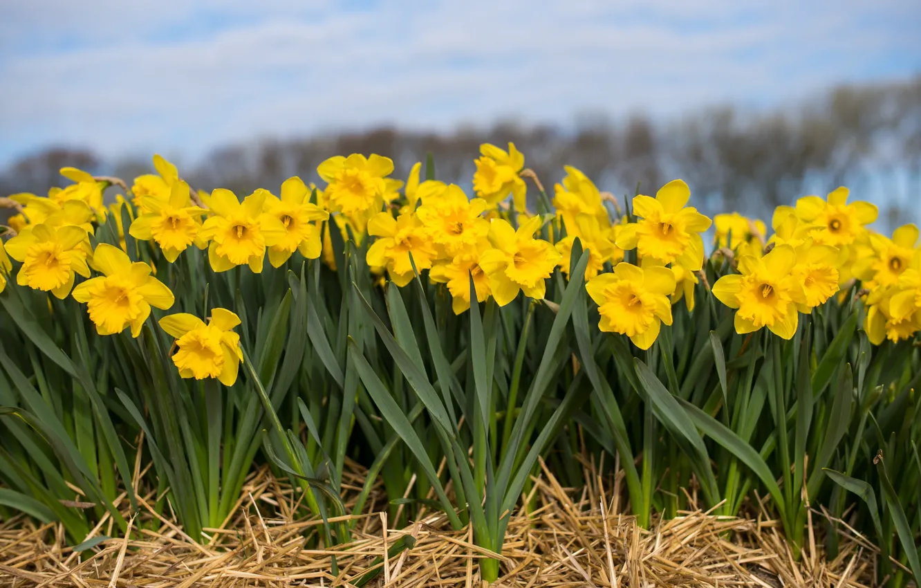 Photo wallpaper field, nature, spring, Flowering, Daffodils