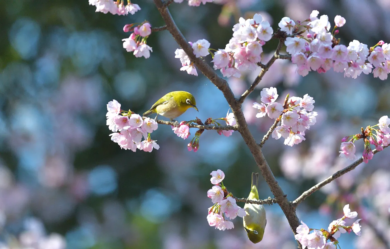 Photo wallpaper trees, flowers, bird, spring, flowering, Japanese white-eye, the Japanese white-eye