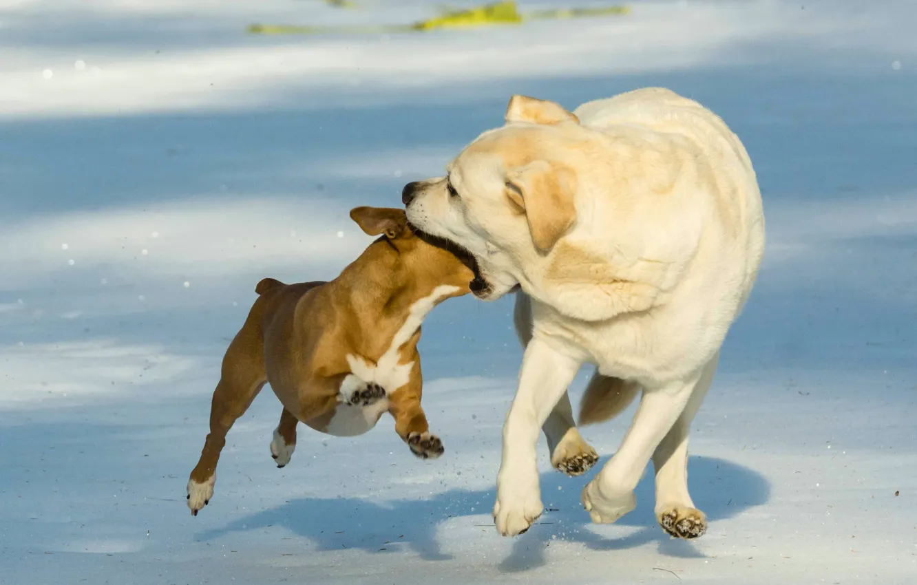 Photo wallpaper the game, dog, fun