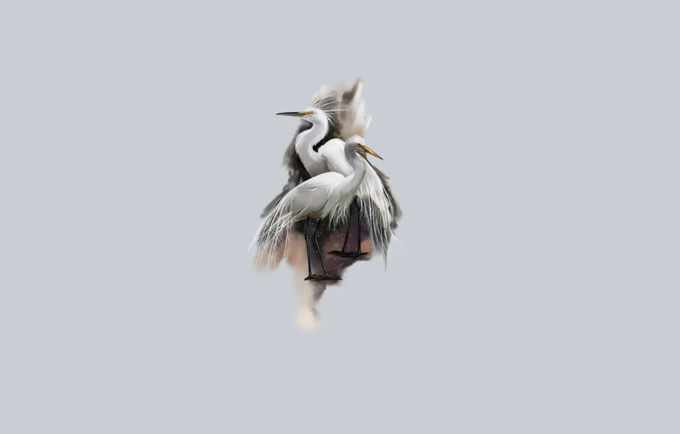 Photo wallpaper birds, pair, herons