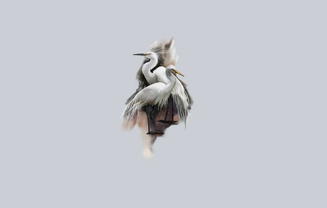 Photo wallpaper bird, pair, Heron