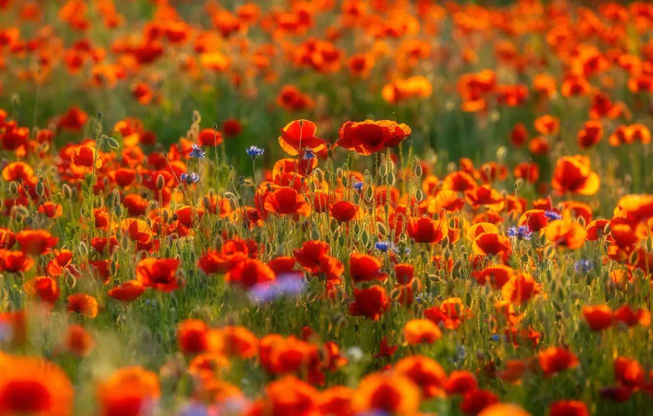 Photo wallpaper summer, light, flowers, red, Maki, meadow, bokeh, poppy field