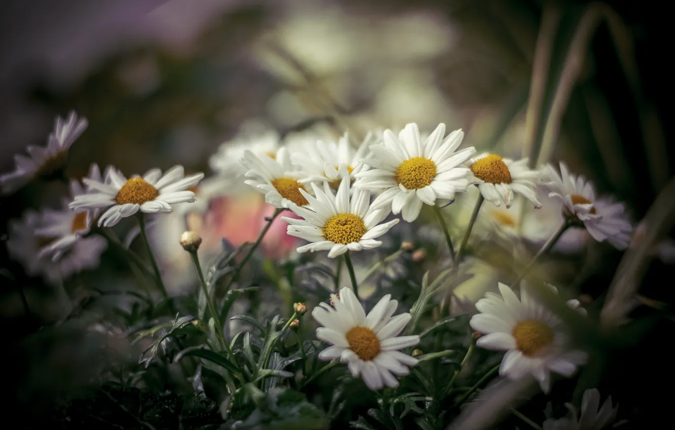 Photo wallpaper summer, flowers, chamomile, blur, garden, white, bokeh