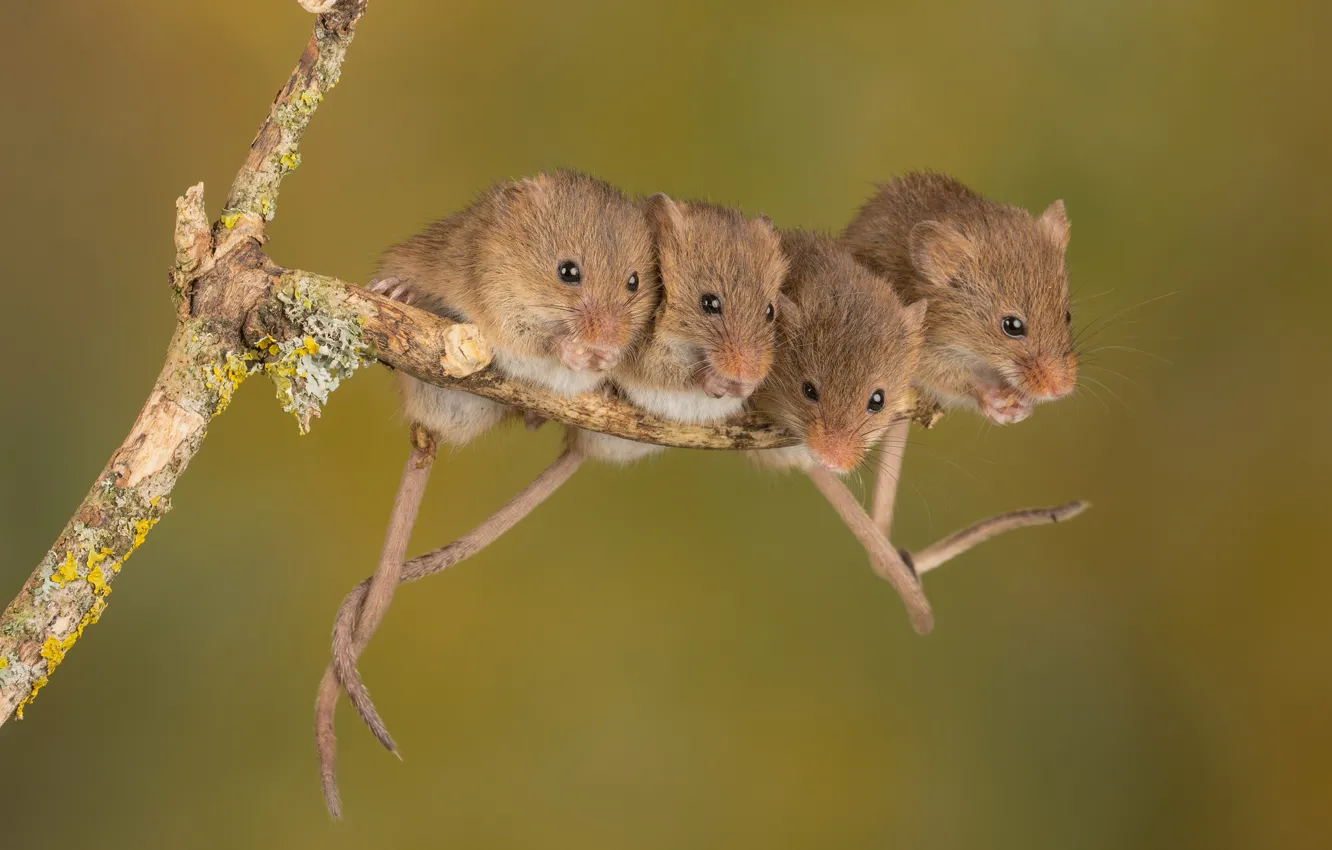 Photo wallpaper sprig, mouse, field mouse