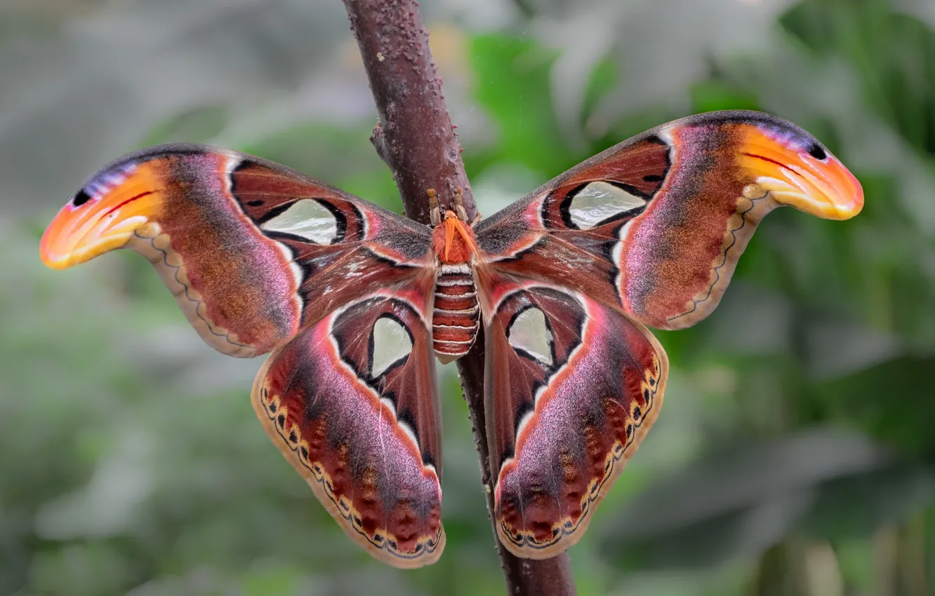 Photo wallpaper macro, branches, background, butterfly, insect, bokeh, Emperor moth