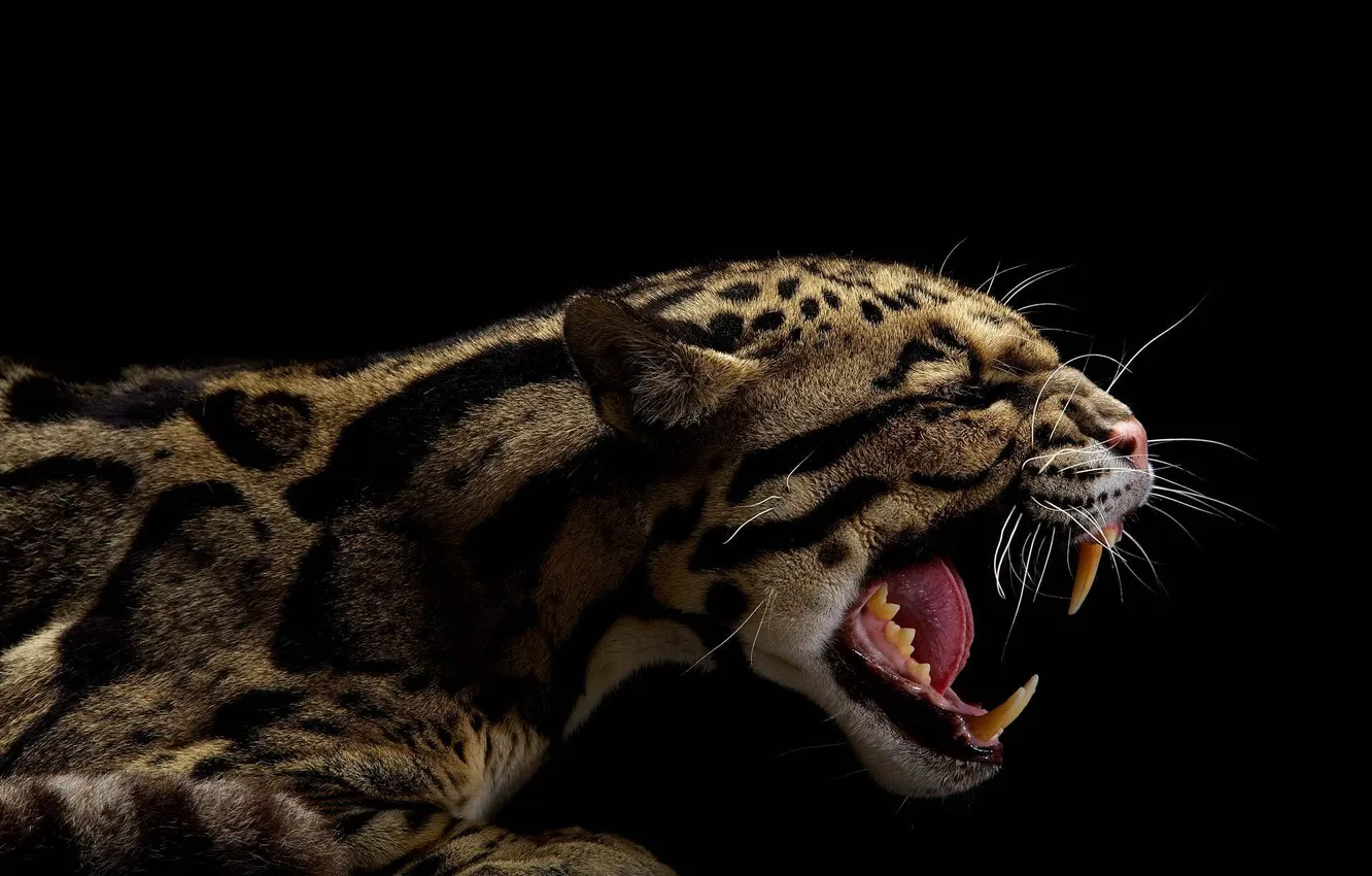 Photo wallpaper face, fangs, grin, black background, clouded leopard