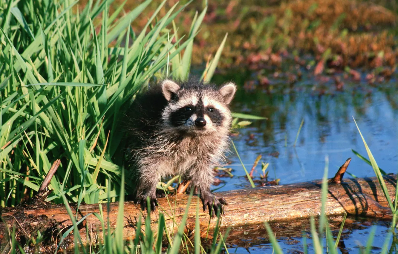 Photo wallpaper grass, look, river, raccoon, log