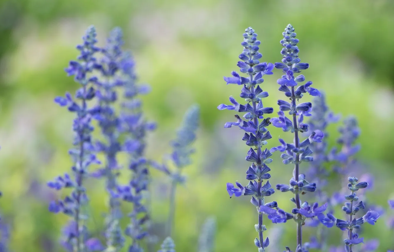 Photo wallpaper macro, lavender, bokeh