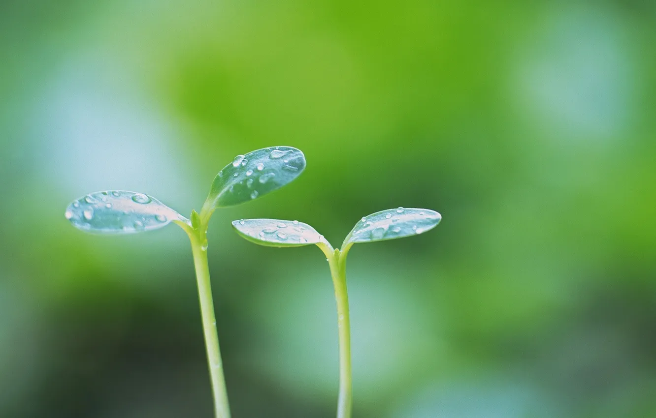 Photo wallpaper greens, flower, macro, sprouts, plants, spring, green, leaves