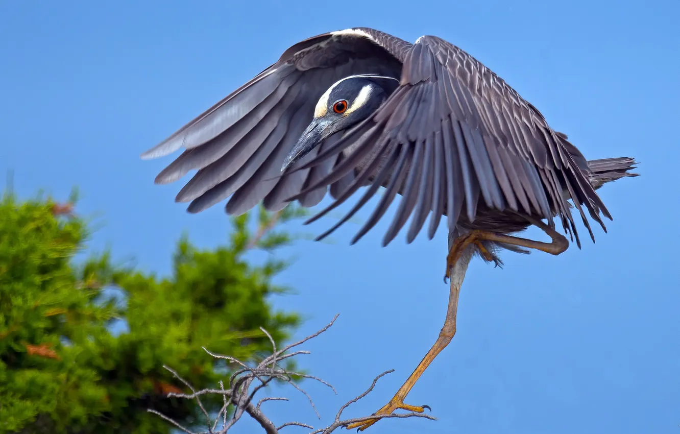 Photo wallpaper the sky, trees, bird, wings, beak
