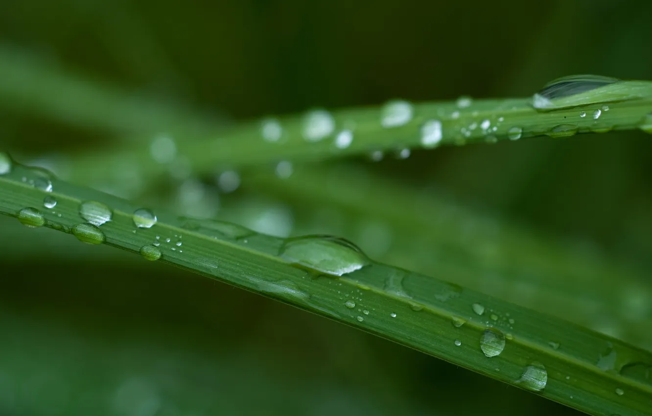 Photo wallpaper grass, drops, macro, green, rain